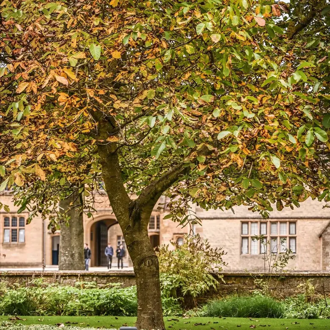Sherborne School Dorset Campus foliage.